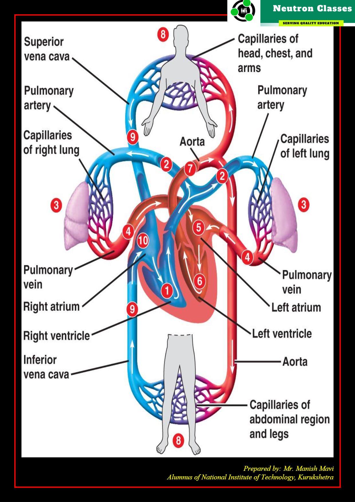 Transportation of Oxygen in Human beings - Neutron Classes